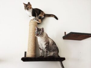 أرخص مكان بيع مستلزمات القطط