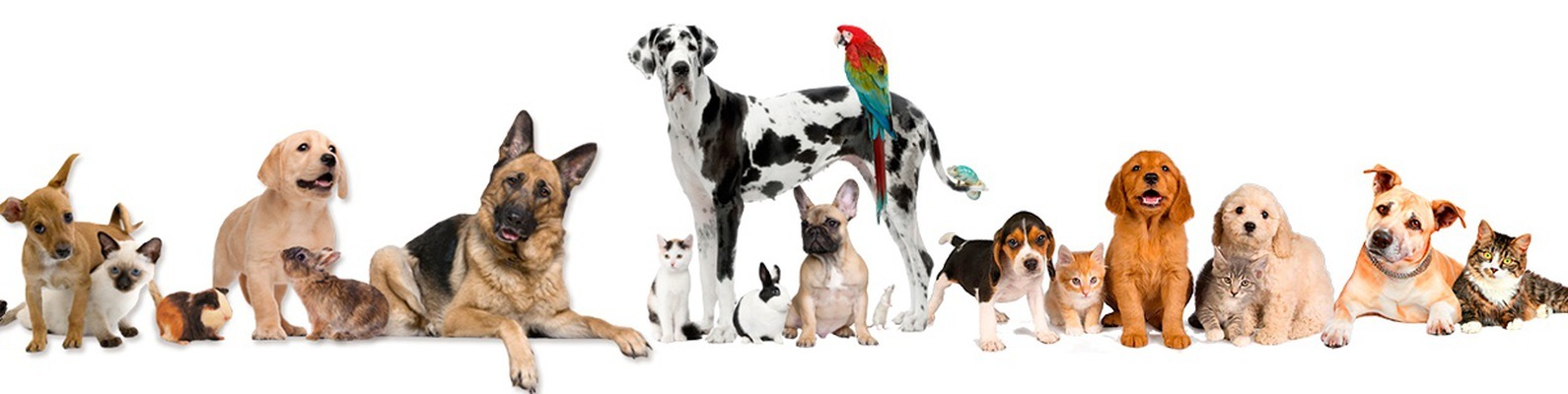 أرخص مكان بيع مستلزمات القطط