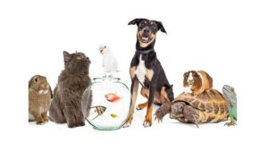 متجر حيوانات