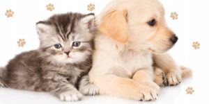 تسوق مستلزمات الحيوانات أون لاين