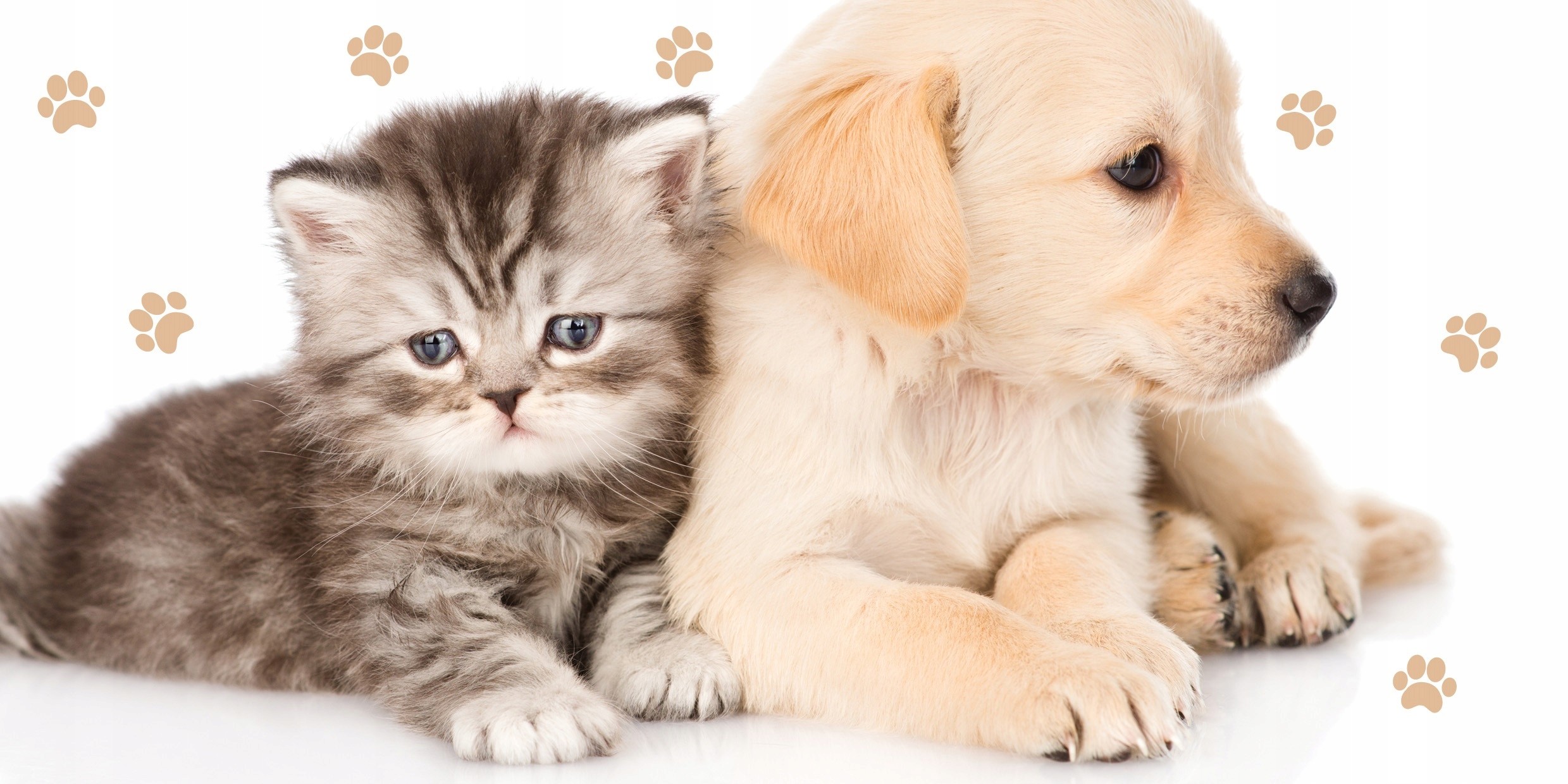 تسوق مستلزمات الحيوانات أون لاين