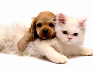 متجر مستلزمات حيوانات