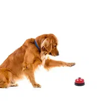 منتجات الحيوانات الاليفة